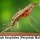 Pengobatan Tradisional Penyakit Malaria